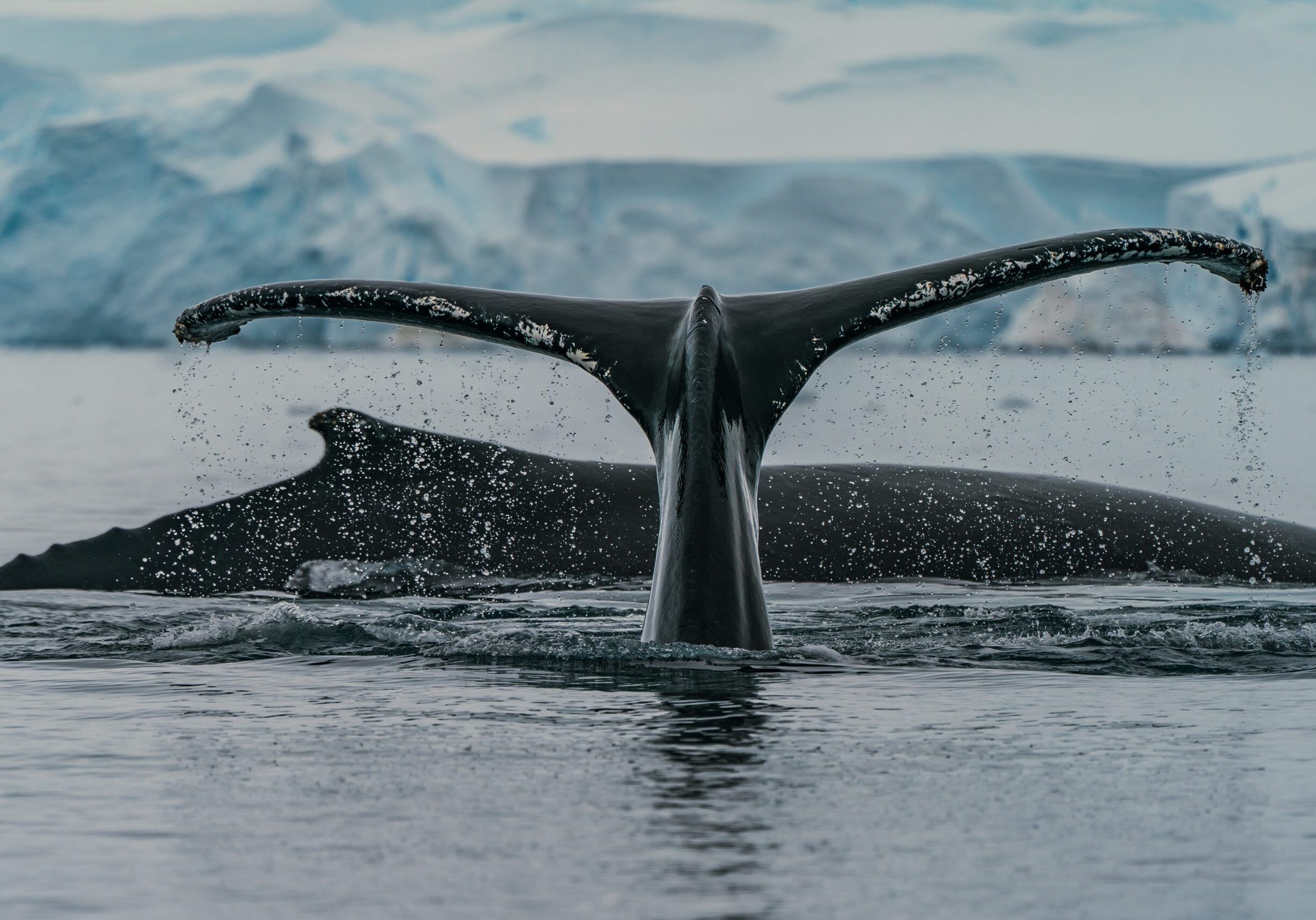 Whale Tail